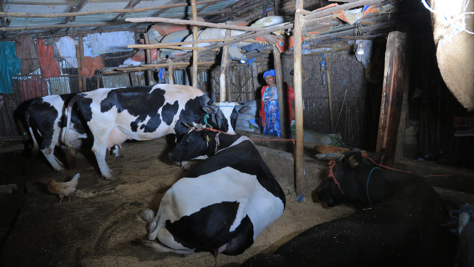 Addis Urban Farm