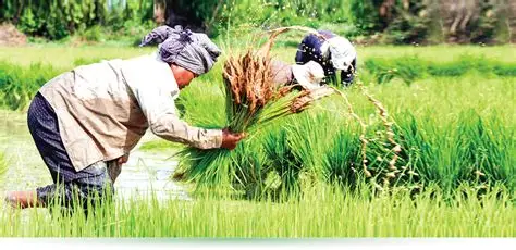 Agriculture Loan